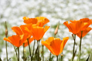 Les poppies     